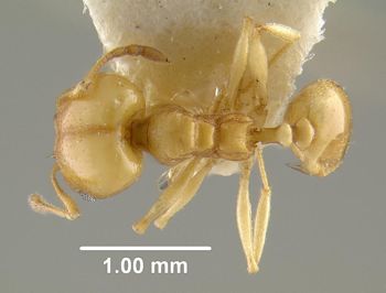 Media type: image;   Entomology 9135 Aspect: habitus dorsal view